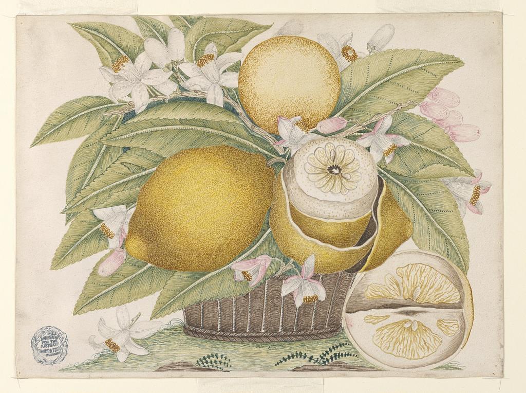 Lemons and Lemon Blossoms in a Basket