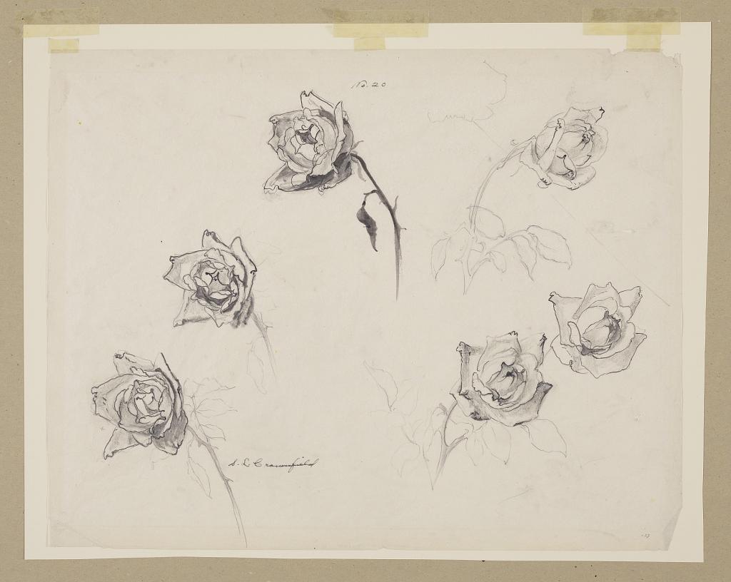 Study of Roses