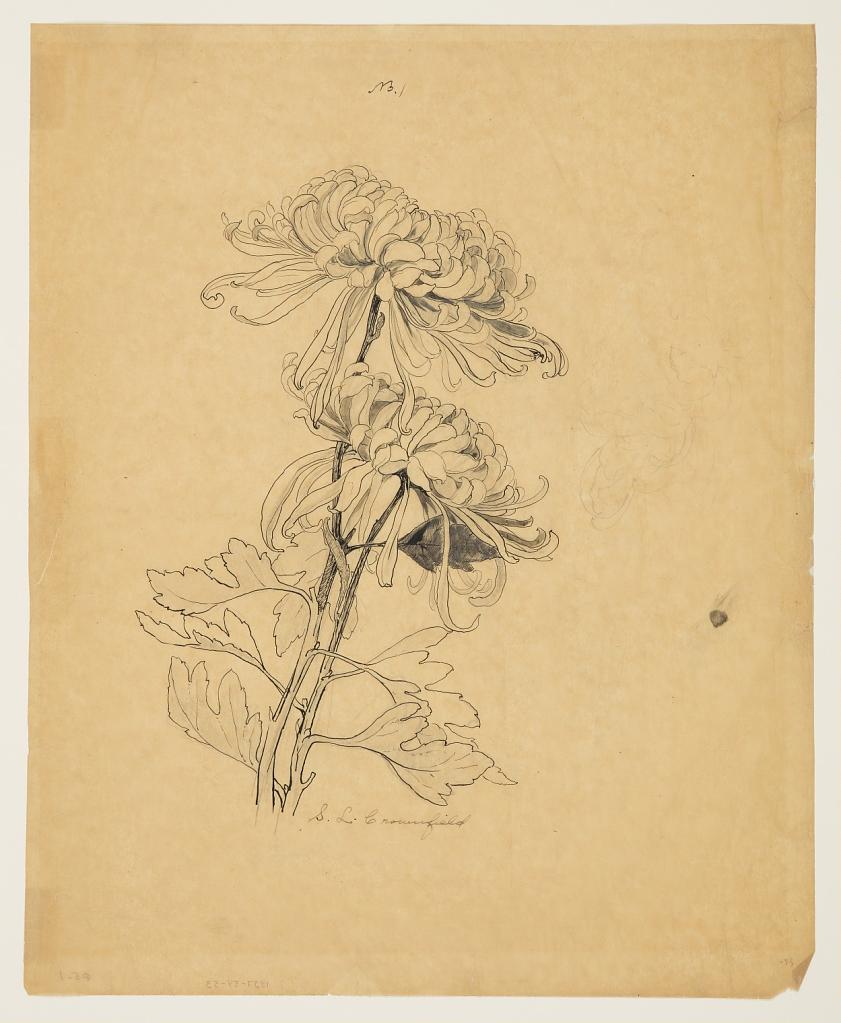 Study of Two Chrysanthemums