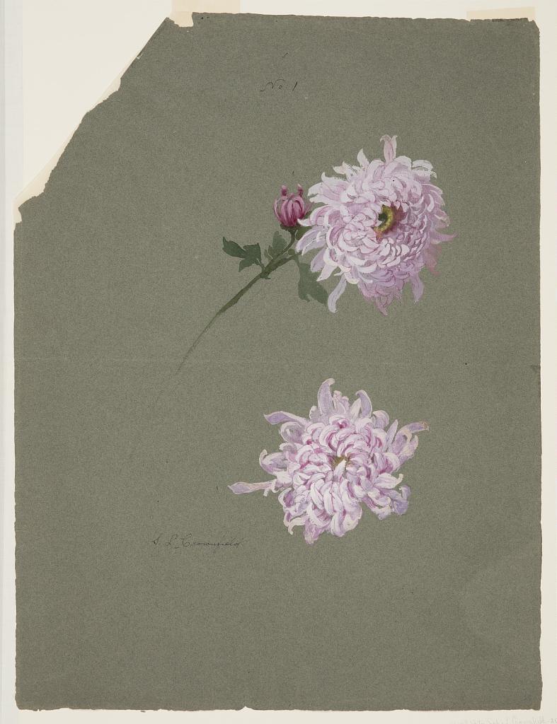 Two Studies of Violet Chrysanthemums