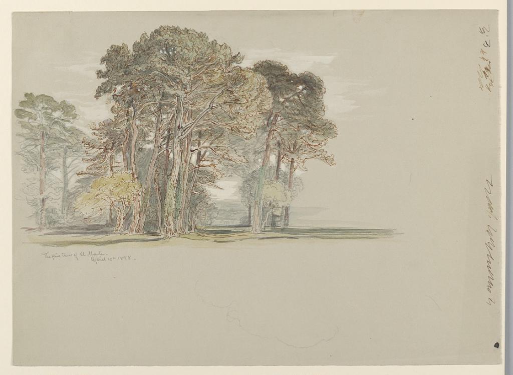 The Pine Trees of El Monte, California
