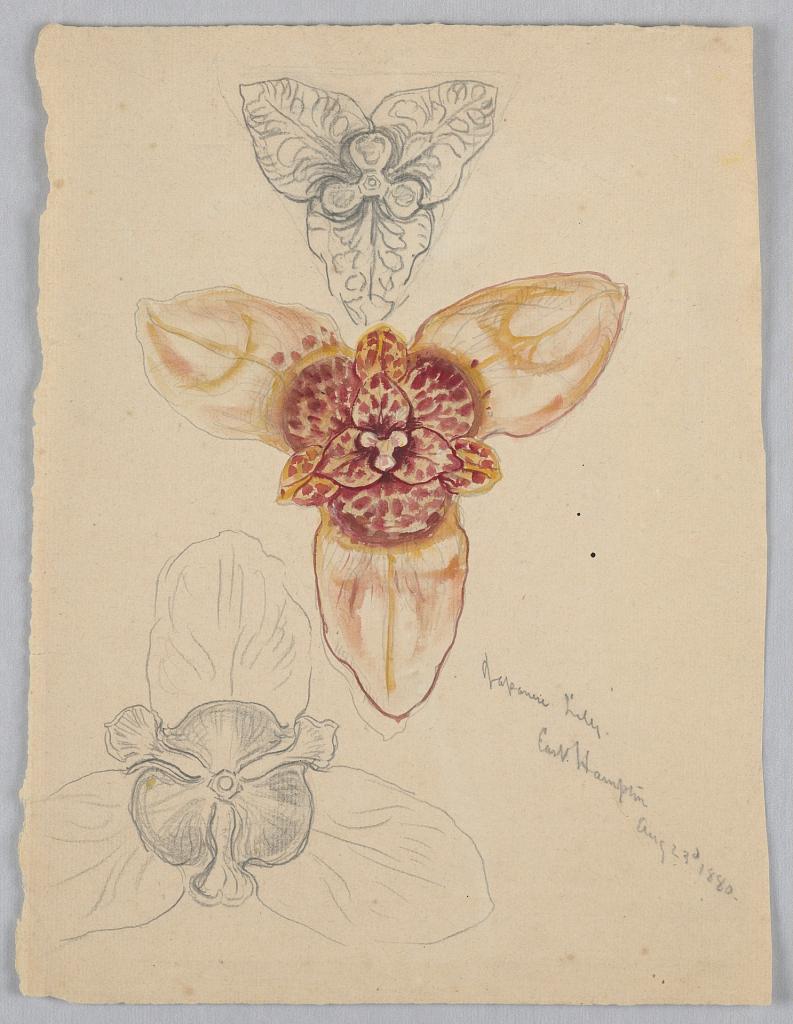 Japanese Lily, East Hampton