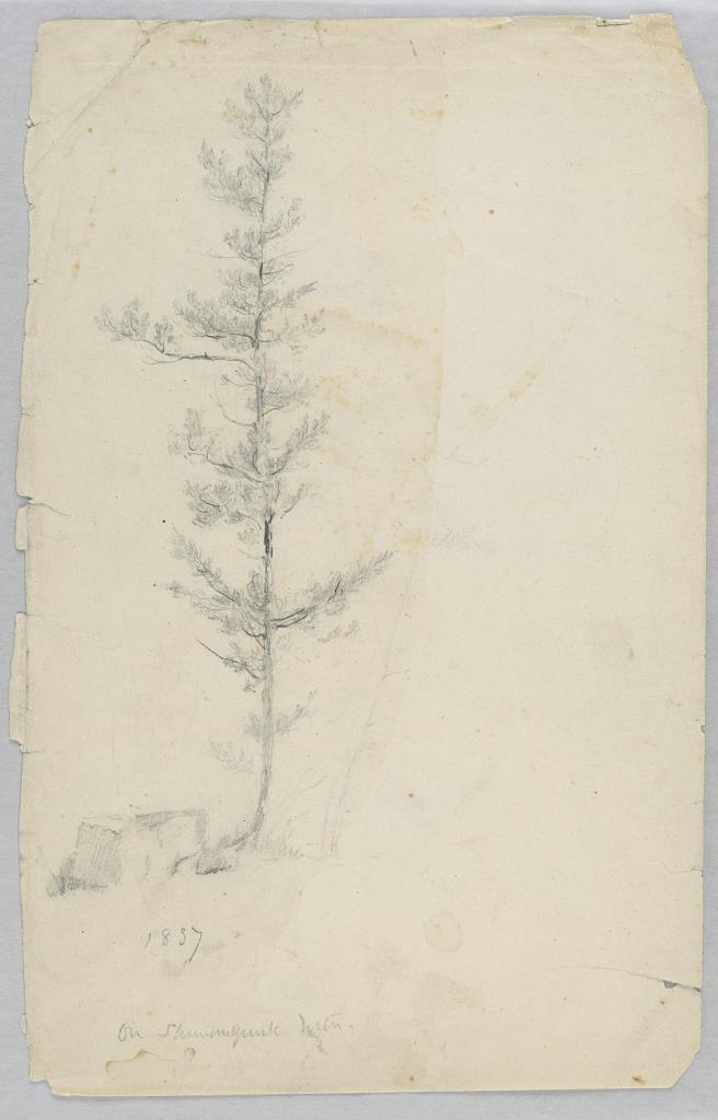 Study of Pine Tree, Shawangunk Mountains