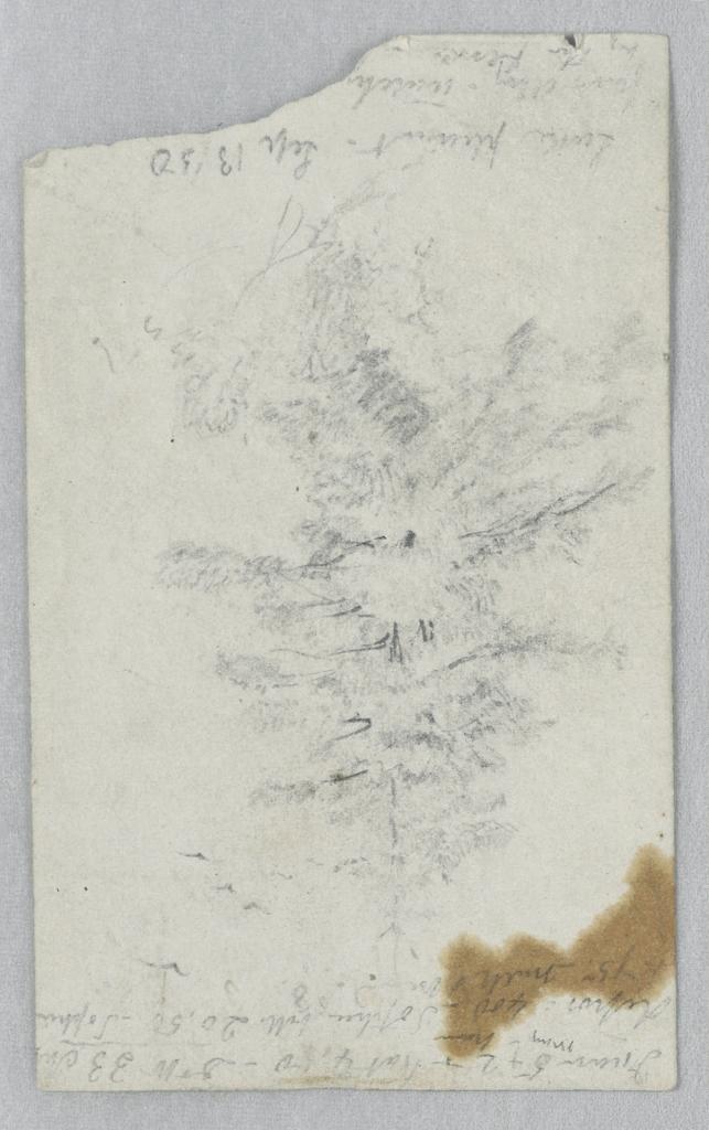Study of Pine Foliage, Lake Pleasant