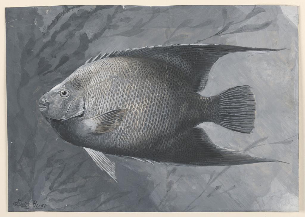 fish