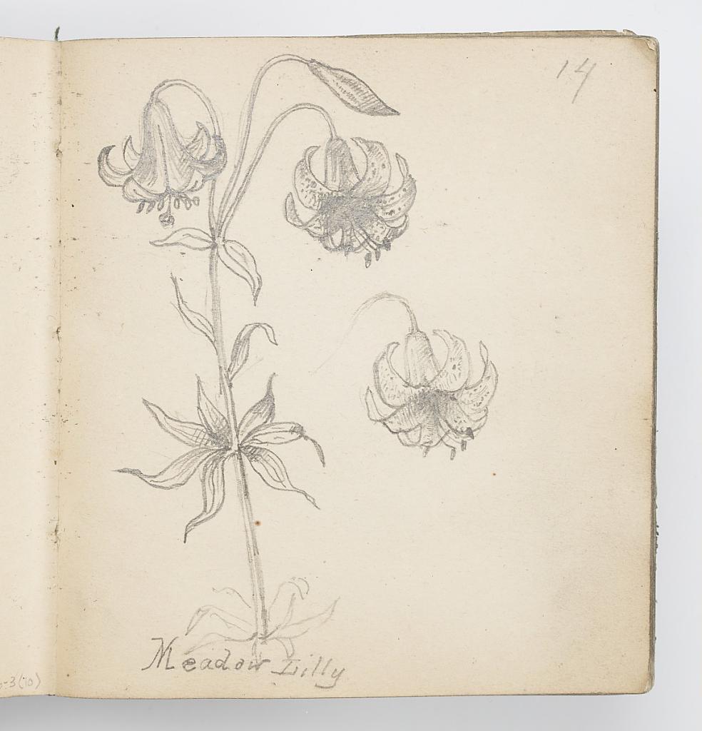 Sketchbook Page: Meadow Lily