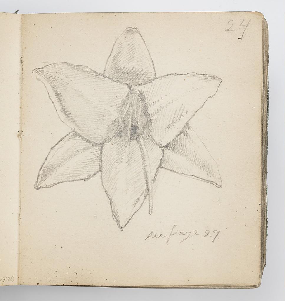 Sketchbook Page: Yellow Lily