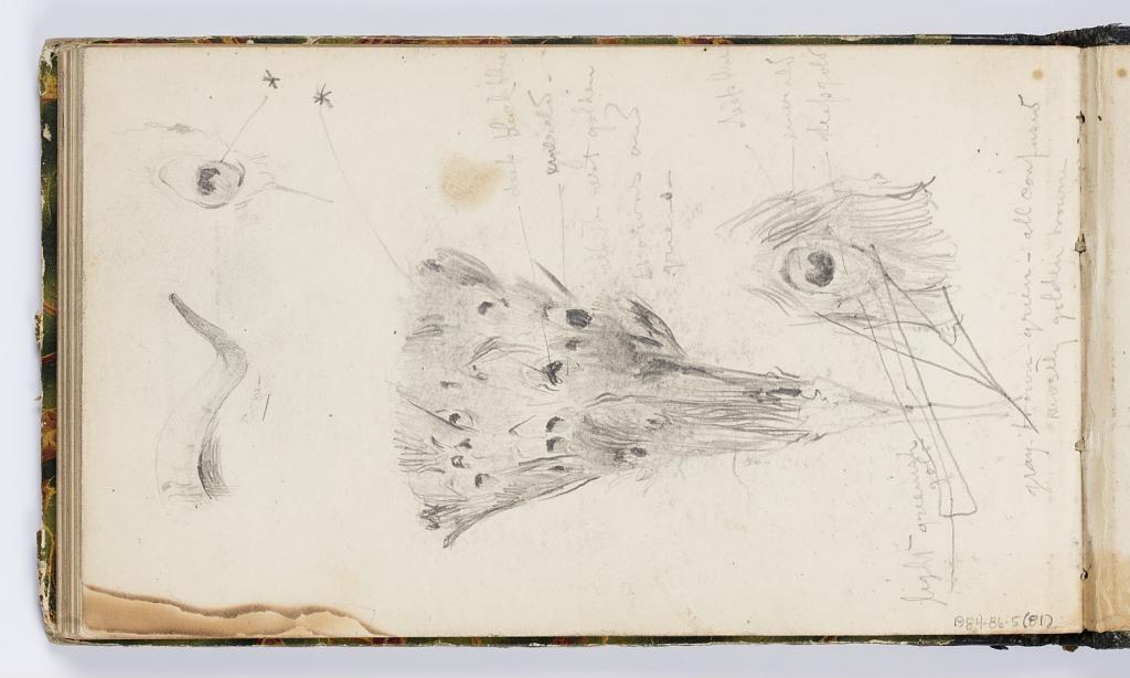 Sketchbook Page: Peacock Feathers