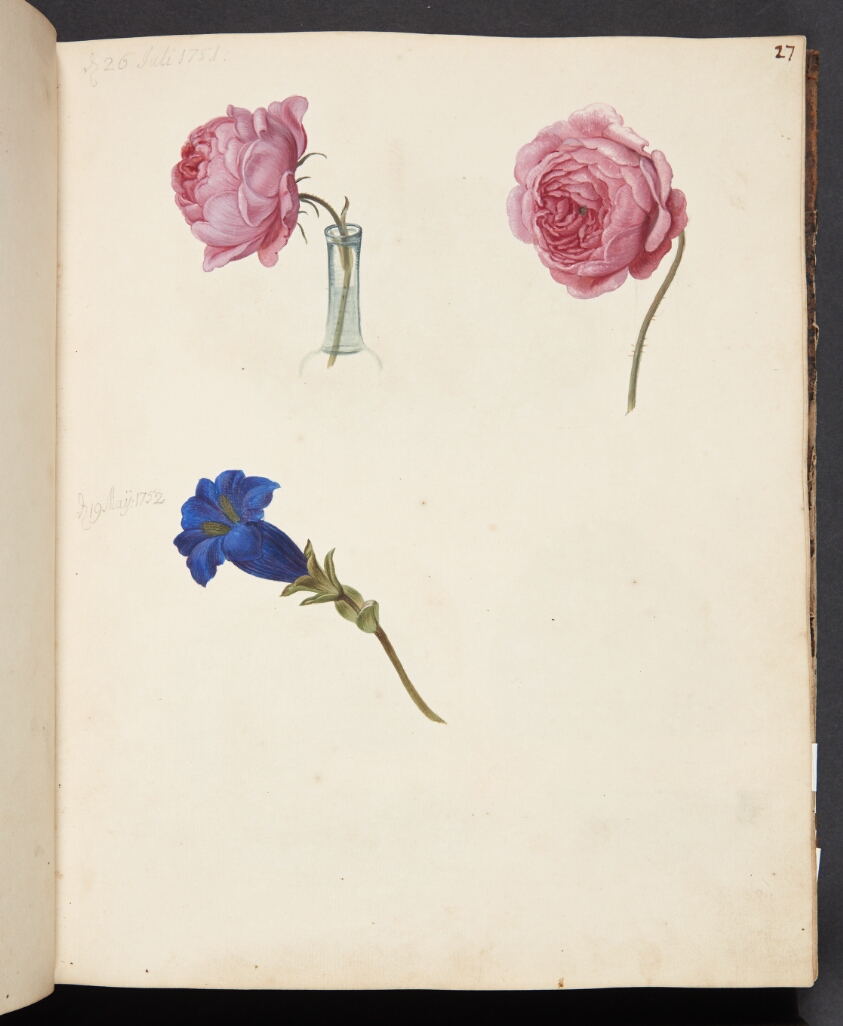 Studie af lyserød rose og blå blomst