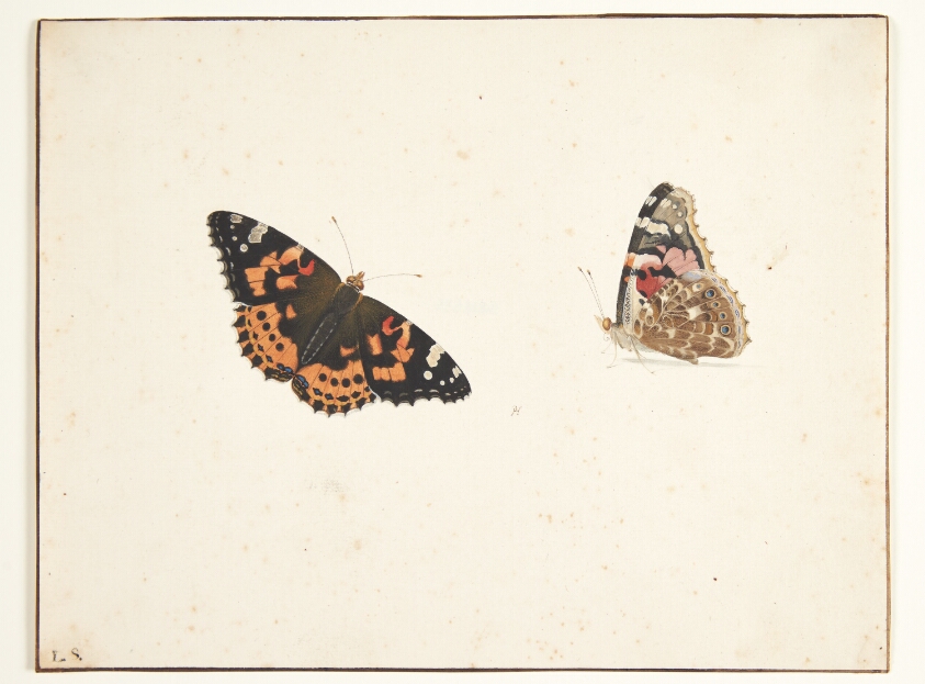 To studier af en tidselfugl (vanessa cardui l.)