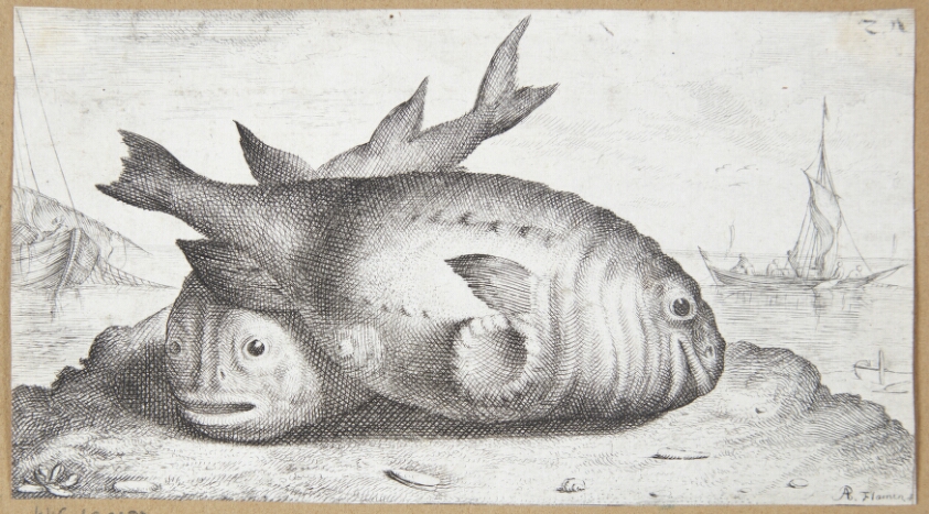 Marsvin (Phocana)