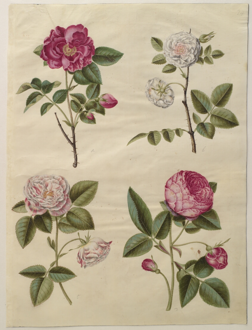 Rosa gallica (apoteker-rose); Rosa ×alba (hvid rose); Rosa gallica (Rosa Mundi); Rosa ×centifolia (centifolie-rose)