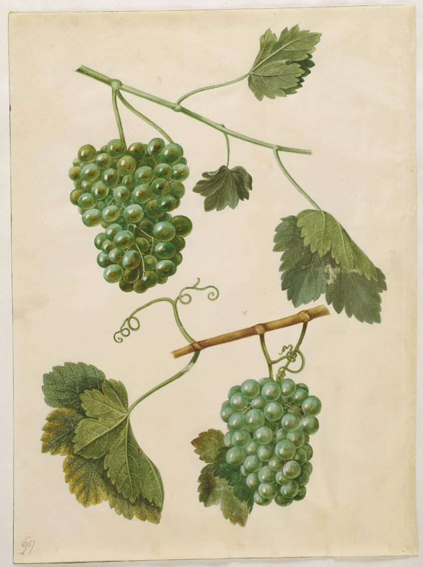Vitis vinifera (almindelig vin)