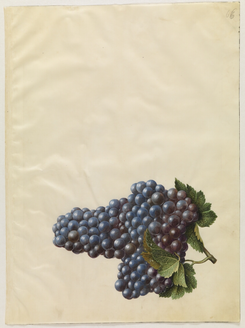 Vitis vinifera (almindelig vin)