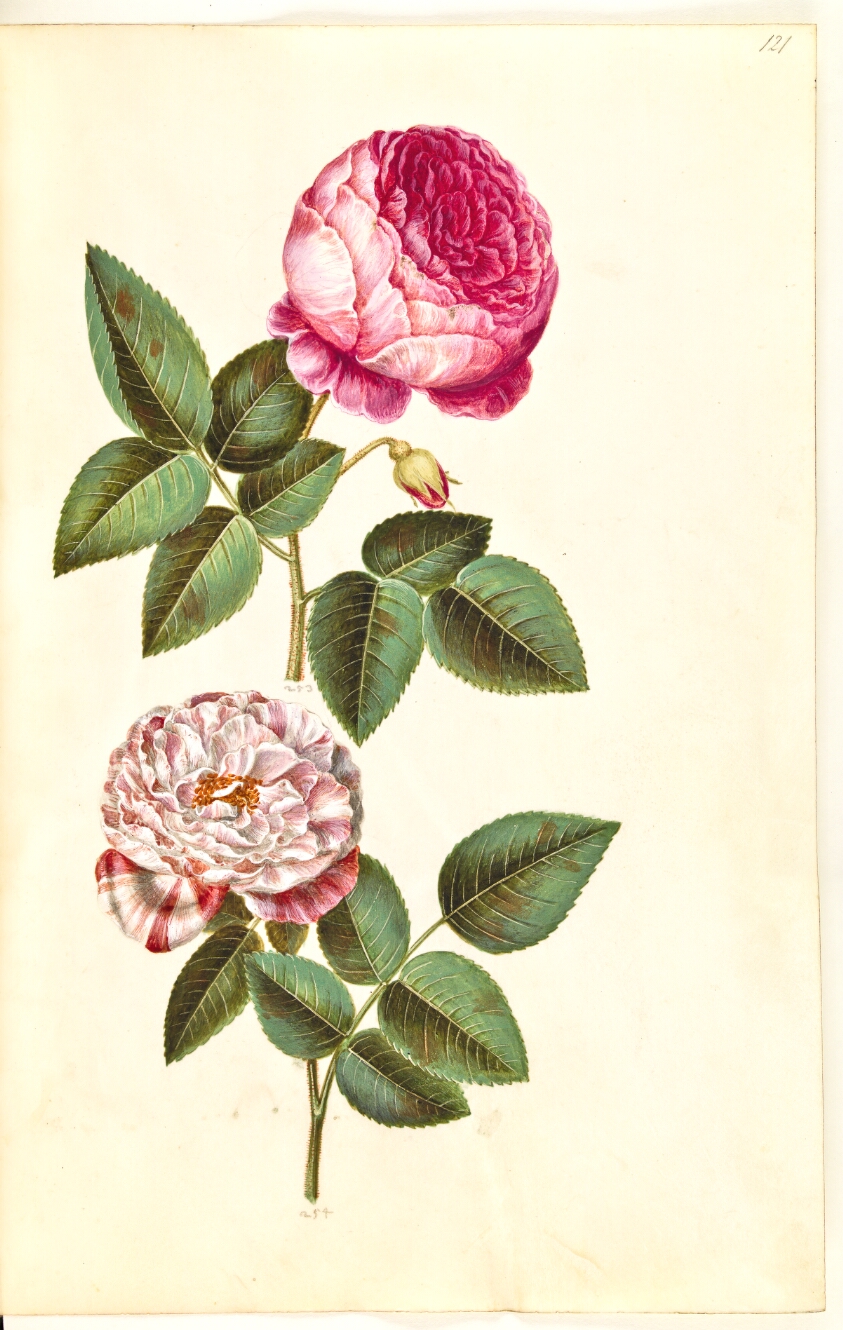Rosa ×centifolia (centifolie-rose); Rosa gallica versicolor ('Rosa Mundi')