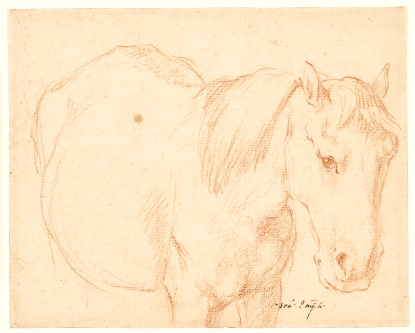 A horse