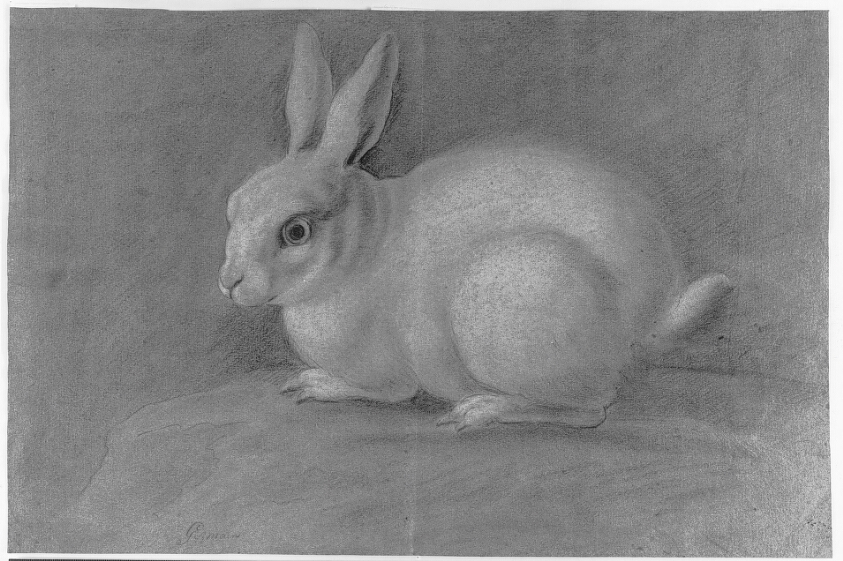 White rabbit