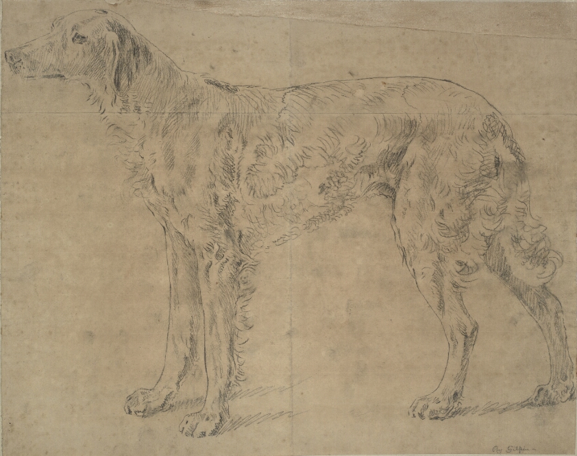 Sporting dog