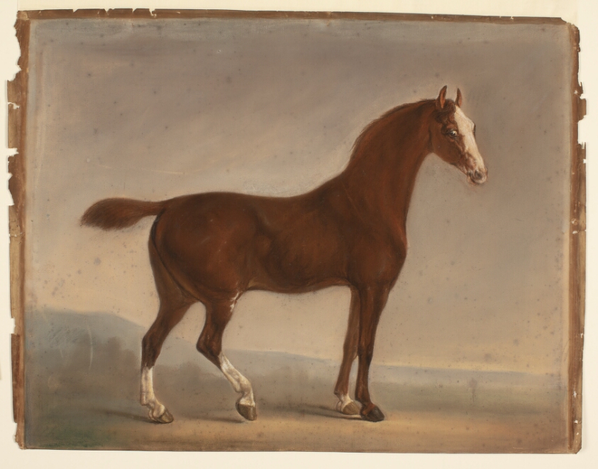 Standing Brown Horse