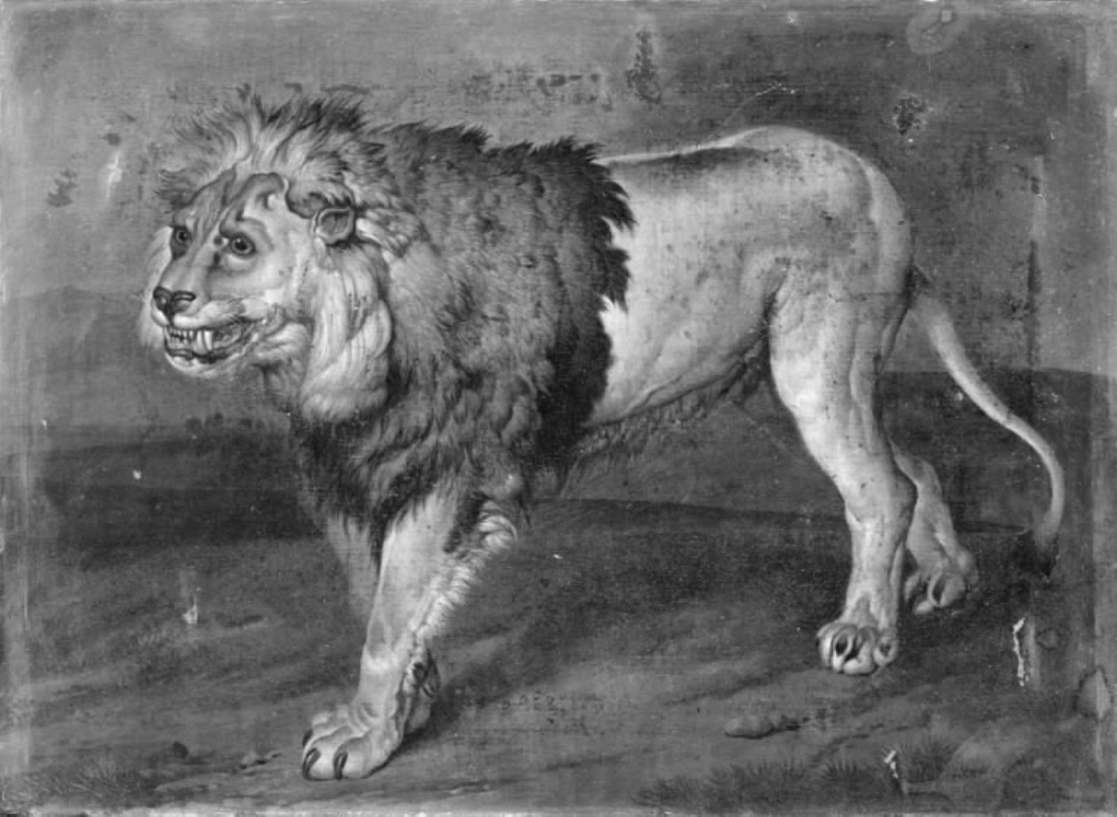 lion